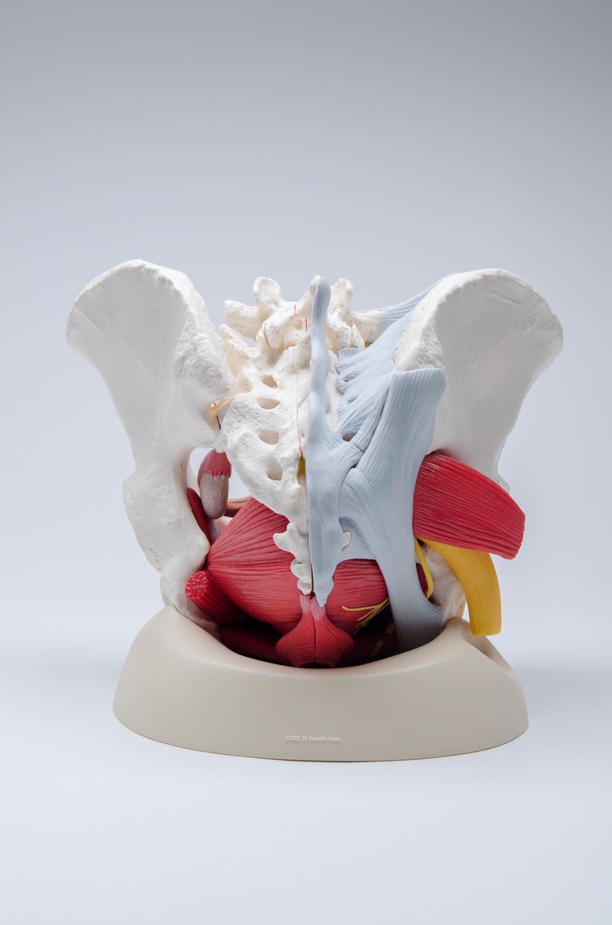 Axis Scientific Anatomy Model of Female Pelvis, Pelvic Floor Muscles and  Reproductive Organs | Removable Organs Include Uterus, Colon and Bladder 