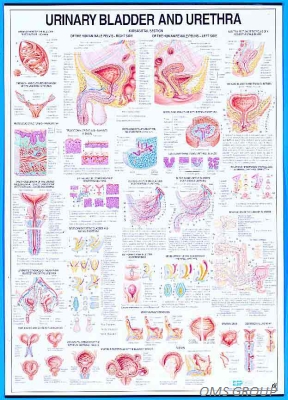 Urinary Bladder & Urethra Chart (laminated)