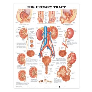 Urinary Track Chart (laminated)