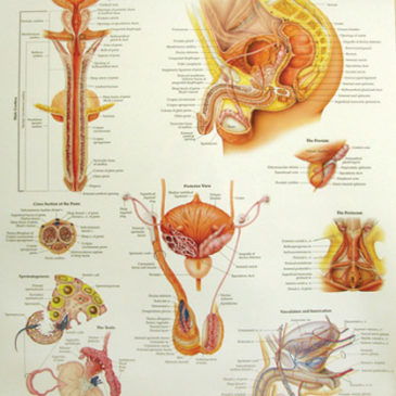Male Reproductive System Anatomical Chart (laminated)