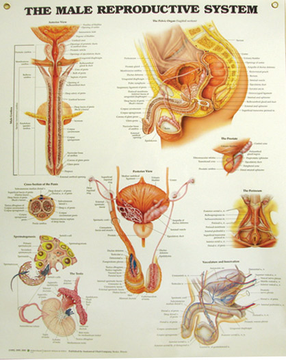 Male Reproductive System Anatomical Chart (laminated)