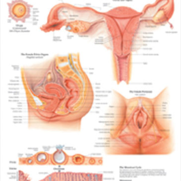 Female Reproductive System Anatomical Chart.
