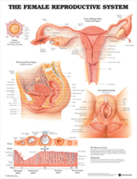 Female Reproductive System Anatomical Chart.