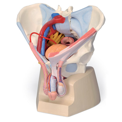 Male pelvis with ligaments, vessels, nerves, pelvic floor and organs: 7-parts (Magnetic)