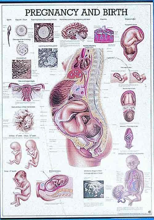 Pregnancy Picture Chart