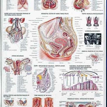 Female Genital Organs Chart