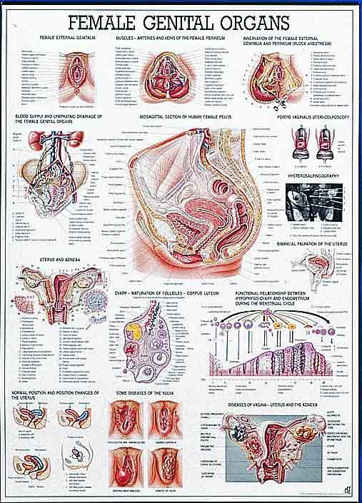 Female Genital Organs Anatomy Chart - CMT Medical