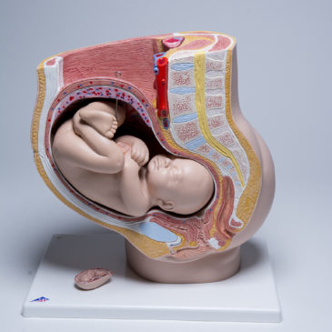 Model Pregnanacy 01