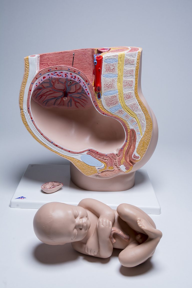 Pelvic Anatomy Pregnancy Model ~ CMT Medical