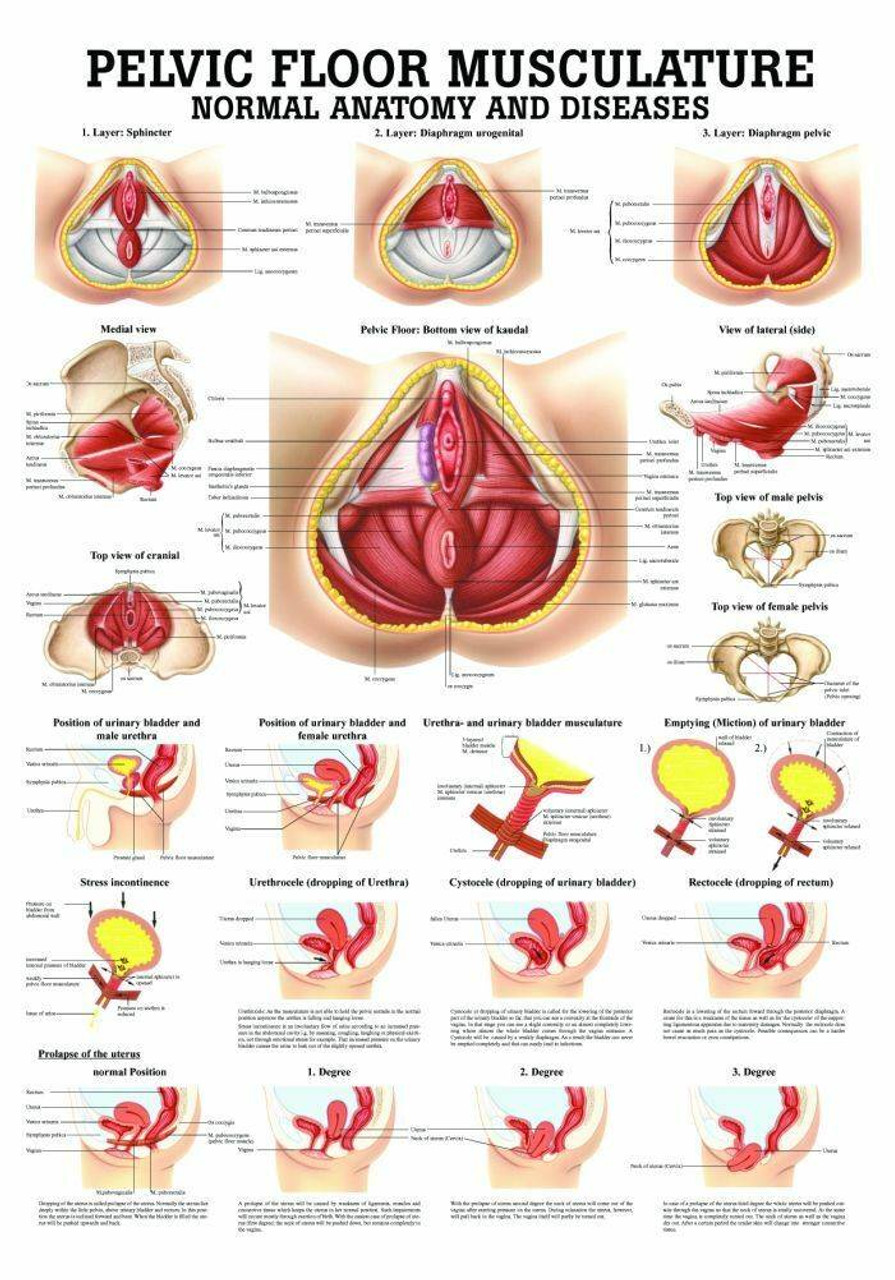 rudiger-anatomie-pelvic-floor-musculature-laminated-anatomy-chart__14134